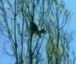 vidéo chat coincé dans un arbre intervention des pompiers