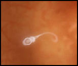 vidéo miracle of llife a sad story toxic design studio  spermatozoides luttent pour atteindre ouvule oslo gay festival