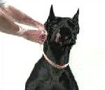 vidéo publicité pub bolfo collier anti puces chien dog allemand noir blanc