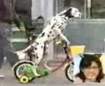 vidéo chien monte un vélo émission japonaise japon dalmatien