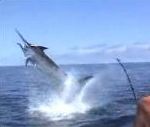vidéo pêcheur pêche espadon coup de bec dans accident bateau
