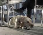 vidéo publicité heineken chien aveugle bière bourré boire ou conduire