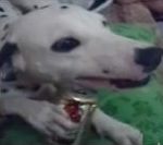 vidéo chien alcoolique bière défendre défend canette crocs dents grogne