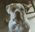 vidéo chien parle doué parole i love mama mamma