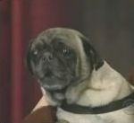 vidéo chien parle doué parole i love you david letterman