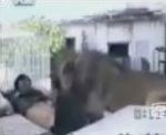 vidéo lion attaque humain bras dans gueule