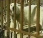 vidéo ours polaire attaque attrape jambe )à travers barreaux