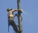 vidéo homme accroché à un arbre coupe secoue