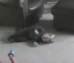 vidéo enfant bébé joue la comédie pleure crie crying game