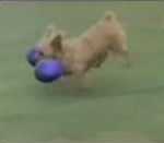 vidéo doggy gag vidéogag compilation chien chiens animal compagnie domestique