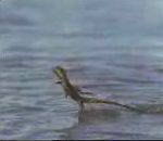 vidéo jesus lezard réincarnation marche sur eau animal animaux
