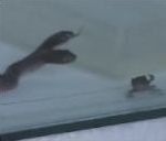 vidéo serpent reptile à 2 deux têtes