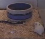 vidéo souris matrix serpent saut incroyable