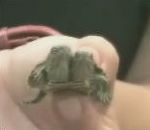 vidéo tortue floride 2 deux têtes problème génétique