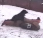 vidéo chien luge neige maître