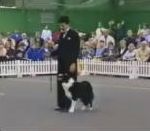 vidéo concours maitre chien danse danseur dressage dog dance tour