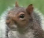 vidéo écureuil acrobatie saut corde parcours du combattant