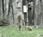 vidéo écureuil attaque biche