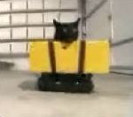 vidéo elvis chat accidenté robot machine robotisé