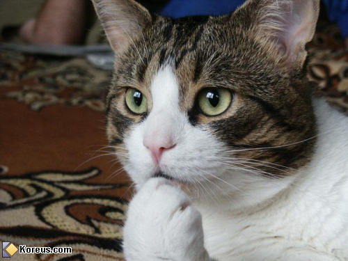 photo animal chat penseur humour insolite