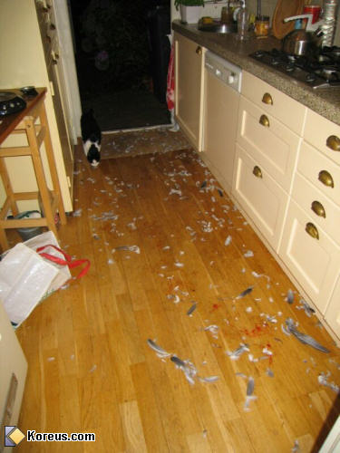 photo animal chat oiseau cuisine plume sang humour insolite