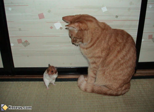 photo animal chat hamster humour insolite