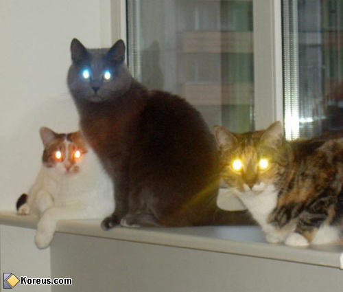 photo animal chat yeux multicolores couleur humour insolite