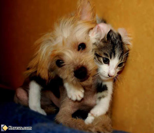 photo animal chat chien humour insolite