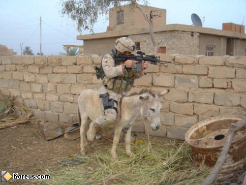 image âne soldat guerre arme à feu armée humour insolite