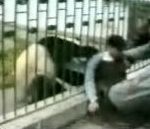vidéo panda animal déshabille un homme veste jean barreaux cage