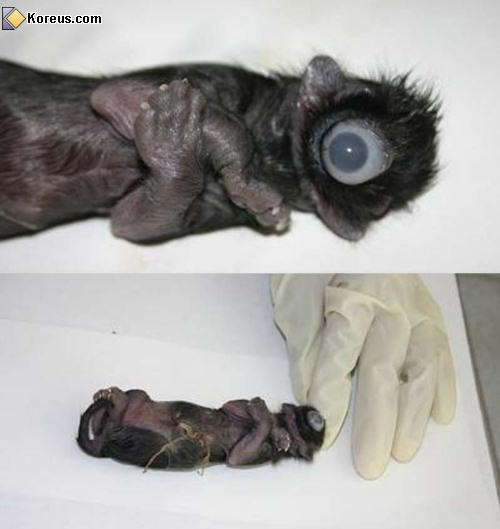 photo bébé cyclope un oeil malformation animal animaux humour insolite