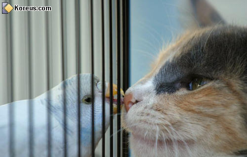 photo perroquet cage chat animal animaux humour insolite