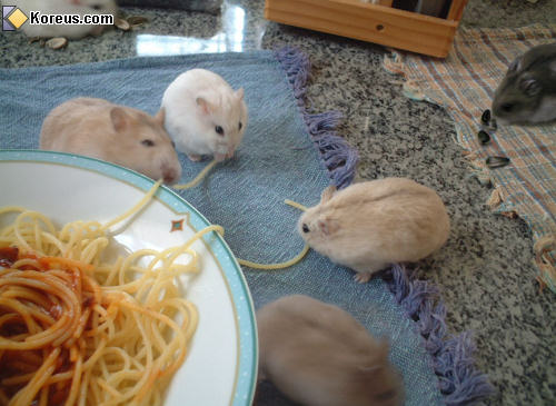 photo animal souris mangent spaghettis hamster animaux humour insolite