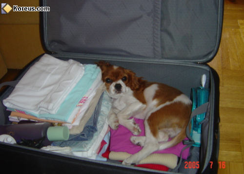 photo chien dans valise animal animaux humour insolite