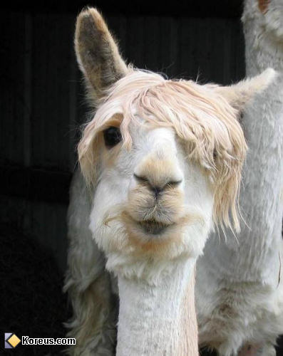photo lama coupe de cheveux  animal animaux humour insolite