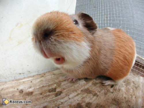 photo cochon inde gros nez pif animal animaux humour insolite