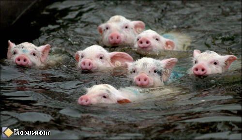 photo cochon dans eau nage bain animal animaux humour insolite