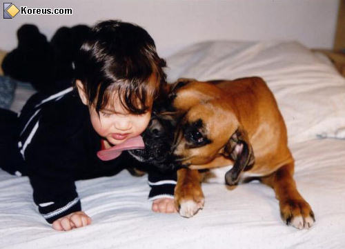 photo chien boxer lèche langue lechouille enfant bébé humour insolite