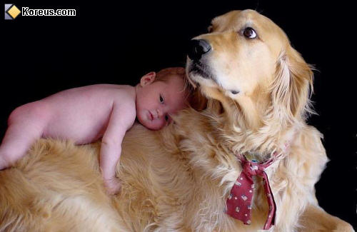 photo enfant bébé sur chien goden retriever doudou humour insolite