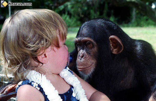 photo singe chimpanzé drague fille enfant bébé humour insolite