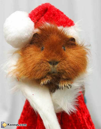 photo cochon inde dinde père noël christmas fêtes santa claus humour insolite