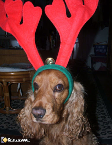 photo chien déguisé renne bois père noël christmas fêtes santa claus humour insolite