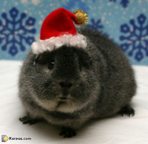 photo lapin nain déguisé père noël christmas fêtes santa claus humour insolite