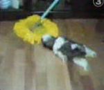 vidéo chien serpillière accroché balais dents lave sol