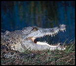 image chiens crocodile humour chiots peluche