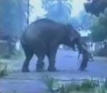 vidéo éléphant attaque son maitre coup de trompe jete au sol
