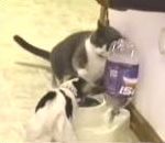 vidéo gros chat petit chien se battent pour une gamelle de nourriture