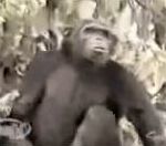 vidéo île chimpanzés singe animaux méchant homme répoussé attaqué