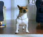 vidéo pub ikea chien maison trappe porte perdu désorienté