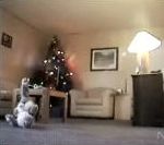 vidéo sapin de noël en feu flamme pièce brulée pompier